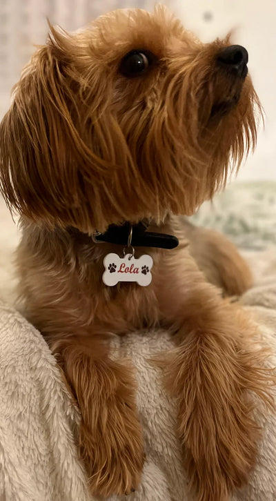 Bone Shaped Dog Name Tag